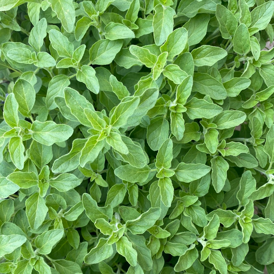 Oregano - Greek