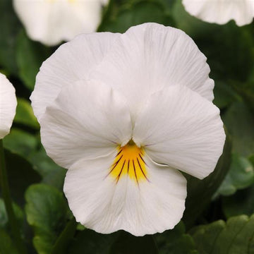 Pansy Cool Wave White