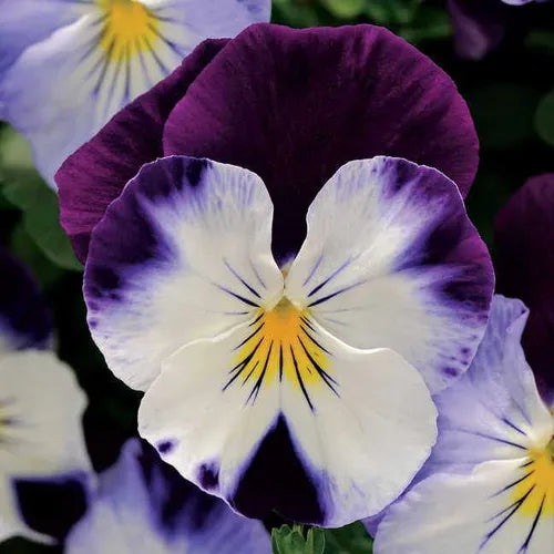 Pansy - Cool Wave Violet Wing
