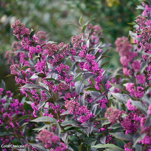 Beautyberry - Pearl Glam