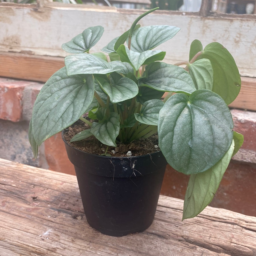 Peperomia Frost 4"