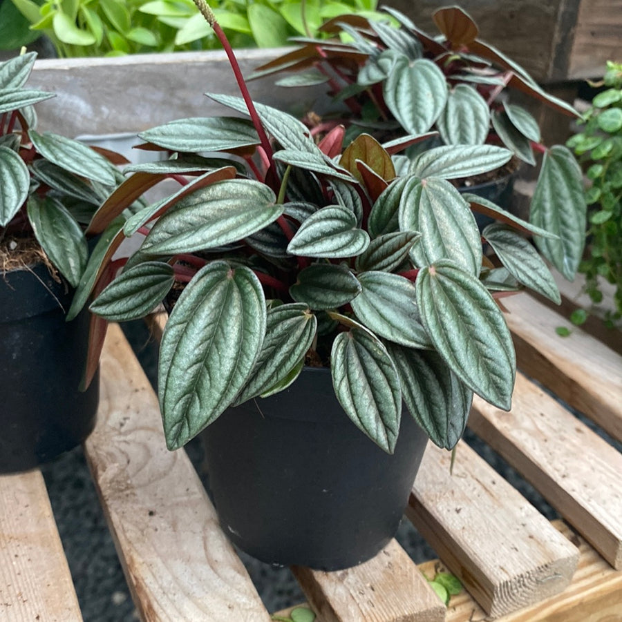 Peperomia Rosso 4"