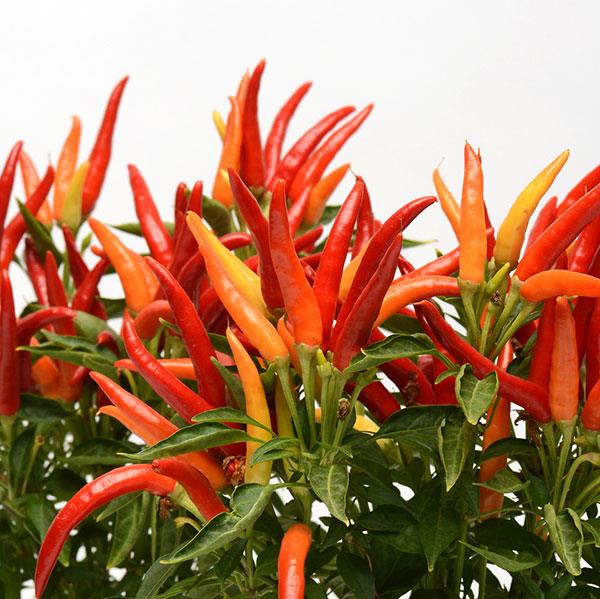 Pepper - Ornamental Chilly Chili