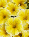 Petunia - Saffron Finch Supertunia Proven Winners