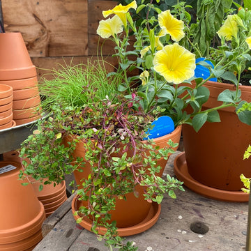 Petunia Saffron Finch Supertunia And Herbs In Terracotta Pot 8"