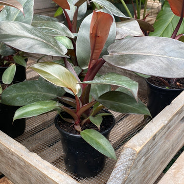 Philodendron Black Cardinal 4"