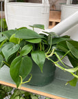 Philodendron Cordatum 6"