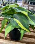 Philodendron Cordatum Brasil 4"