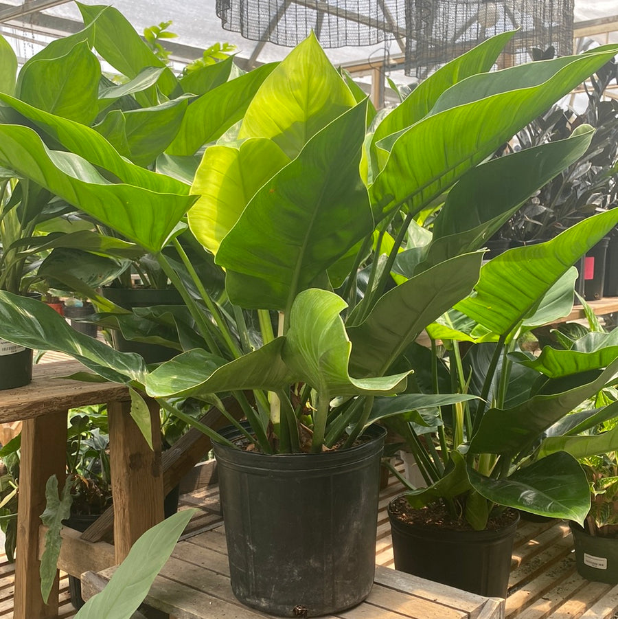 Philodendron Melinonii 10"