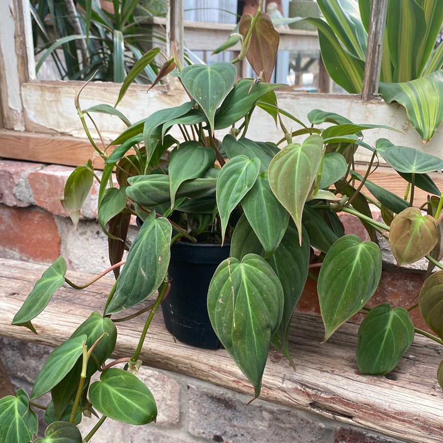 Philodendron Micans 6"