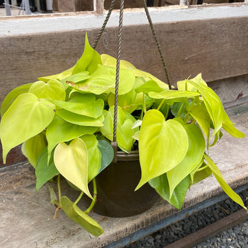 Philodendron Neon Cordatum Hanging Basket 8"