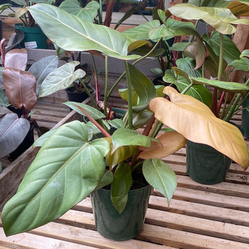 Philodendron Summer Glory 6"
