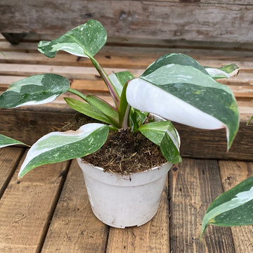 Philodendron White Princess 4"