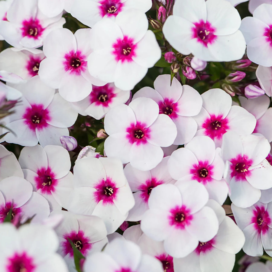 Phlox - Early Blush Pop