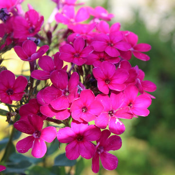 Phlox - Early Magenta