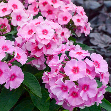 Phlox - Early Pink