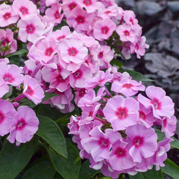 Phlox - Early Pink