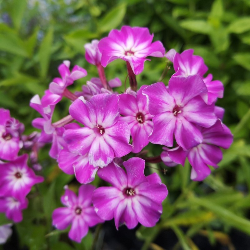 Phlox - Early Purple Eye