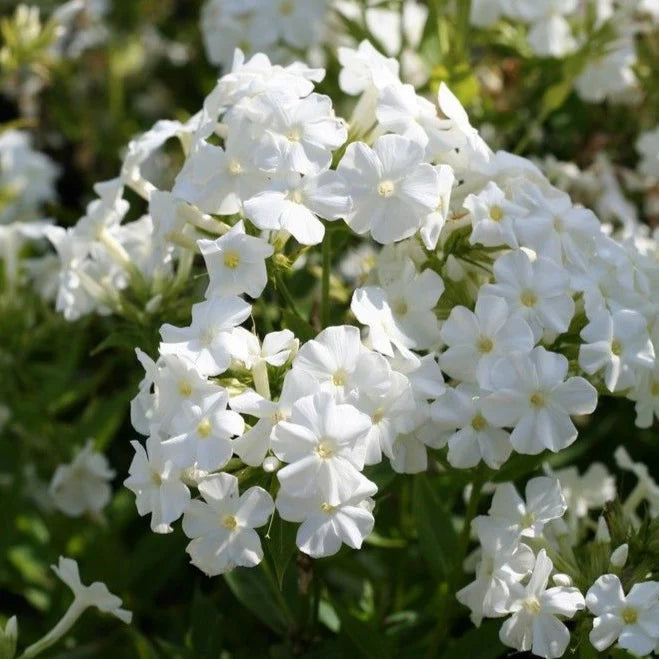 Phlox - Early White