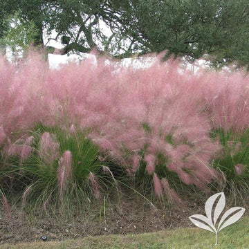 Grass - Pink Muhly