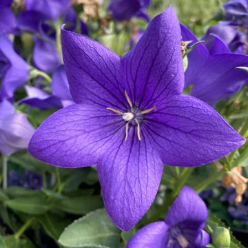 Platycodon - Pop Star Blue | Fossil Creek Tree Farm