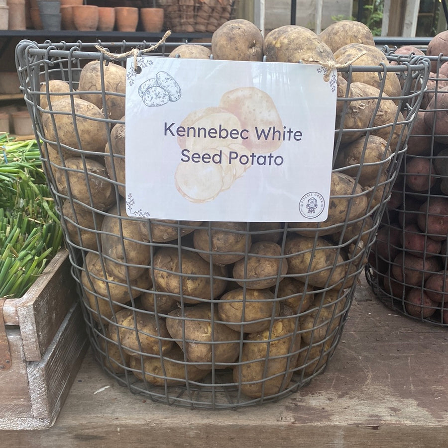 Potatoes - Kennebec White