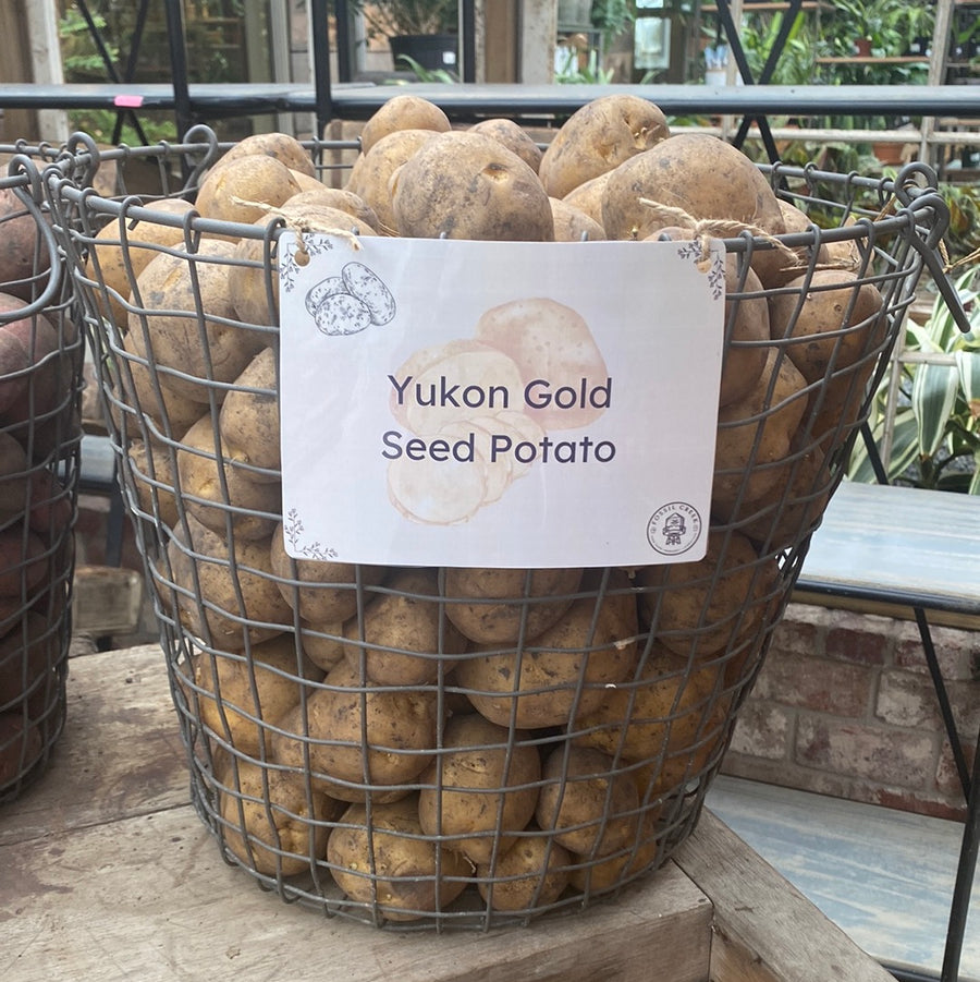 Potatoes - Yukon Gold