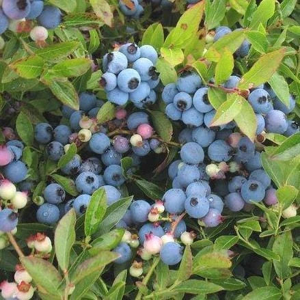 Blueberry - Premiere