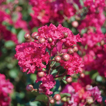 Crape Myrtle - Princess Kylie