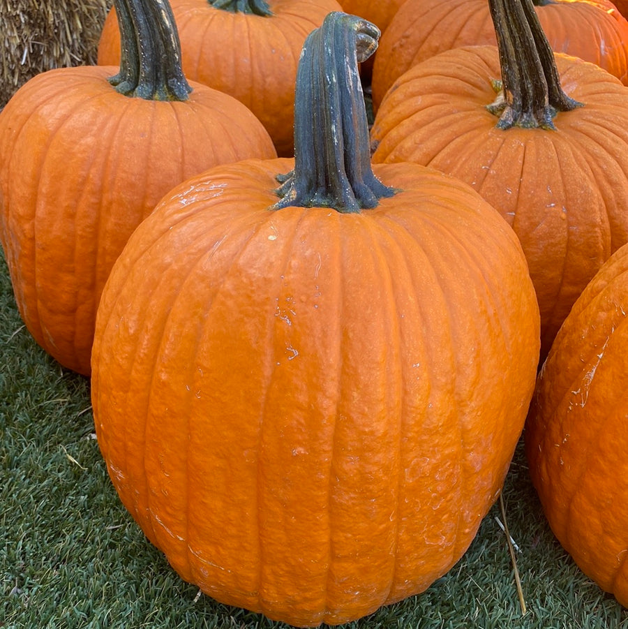 Pumpkin - Large Jacks