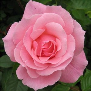 Rose - Queen Elizabeth Grandiflora