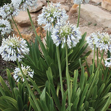 Agapanthus - Queen Mum Lily of the Nile