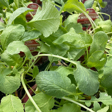 Radish - French Breakfast