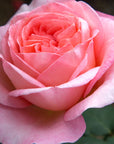 Rose - Sweet Mademoiselle Hybrid Tea