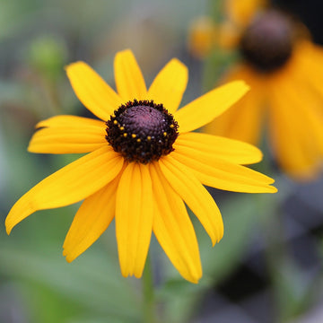 Rudbeckia - Early Bird Gold