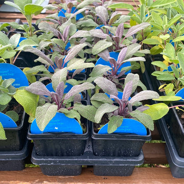 Sage - Organic Purple