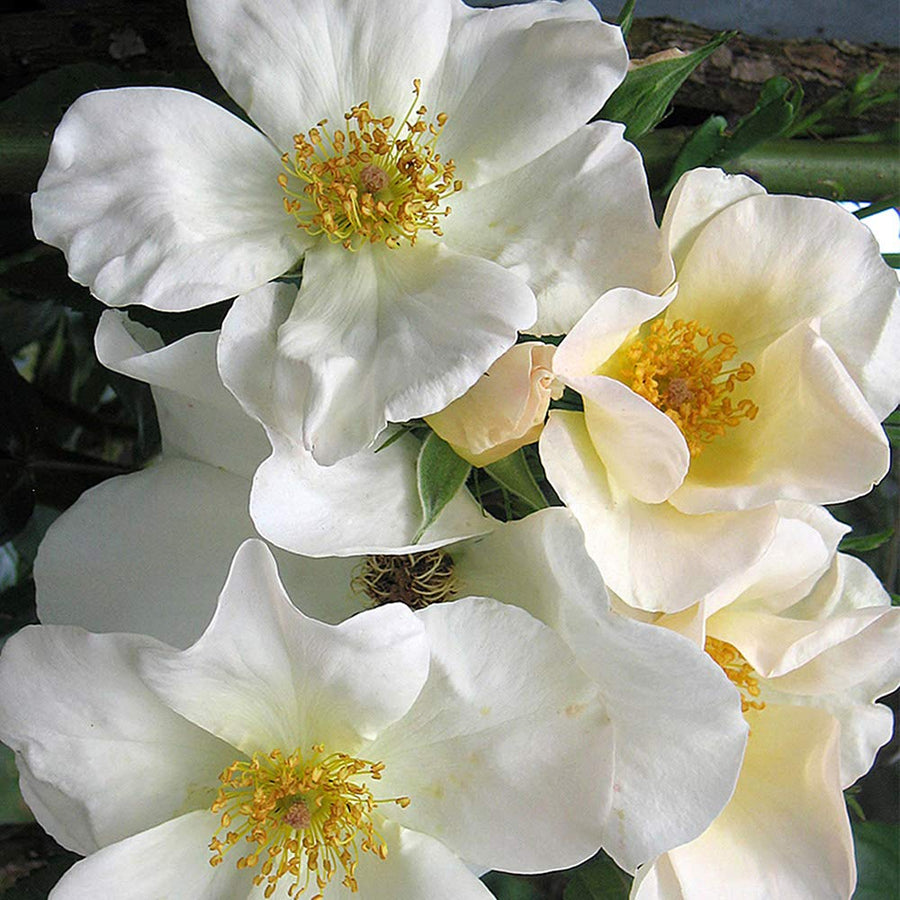 Rose - Sally Holmes Climbing