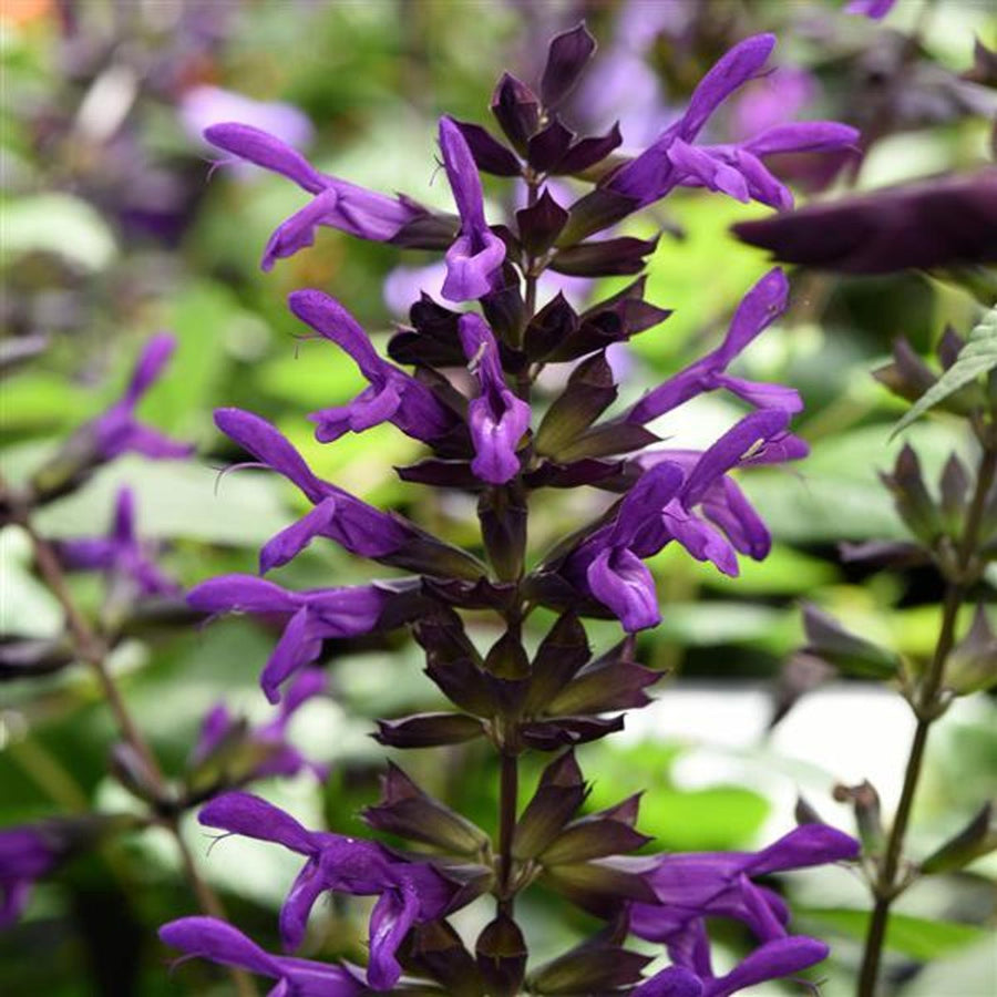 Salvia - Purple & Bloom