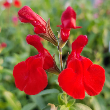 Salvia - Red