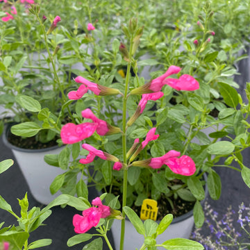 Salvia - Tanami Rose