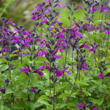 Salvia - Vibe Ignition Purple