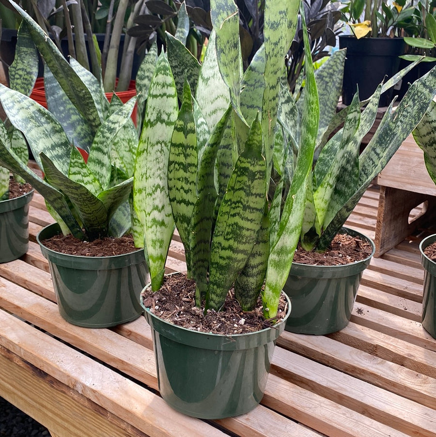 Sansevieria 6"