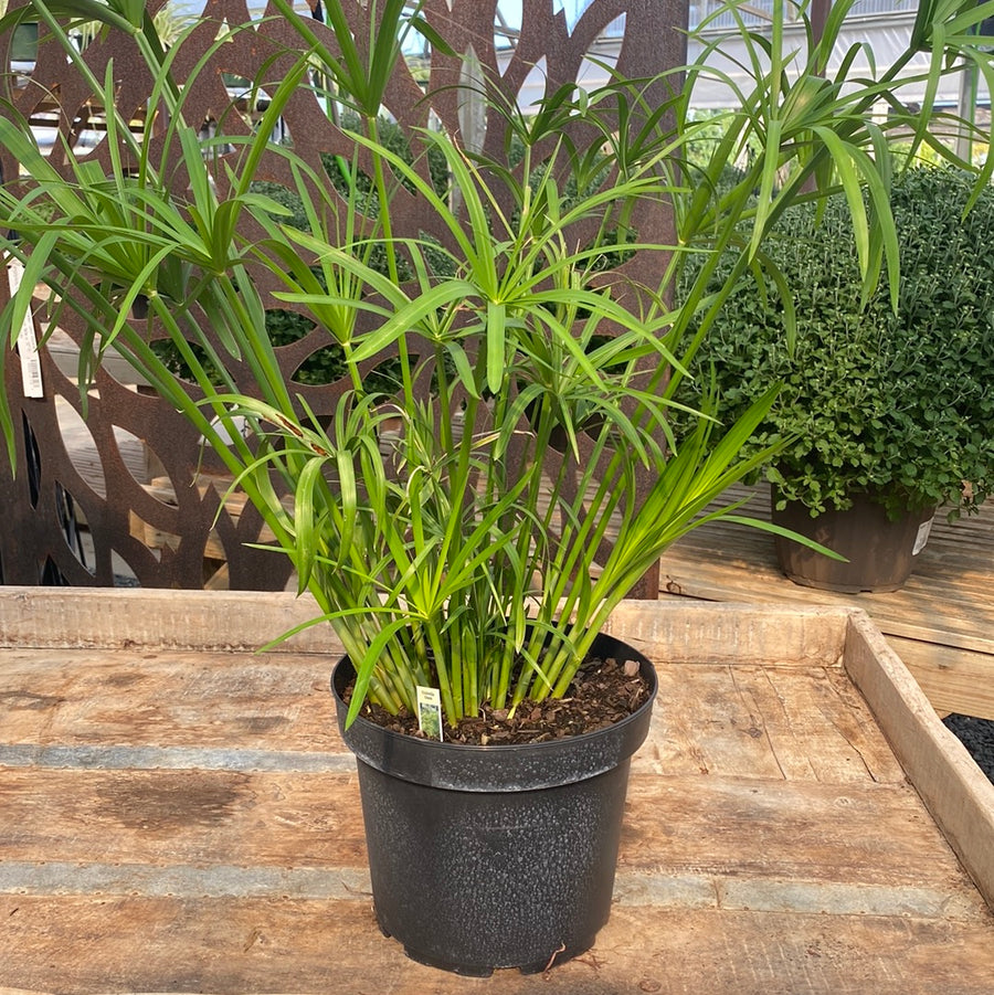 Sedge - Umbrella Plant
