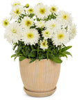 Shasta Daisy - Amazing Daisies Marshmallow Proven Winners