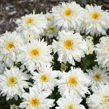 Shasta Daisy - Amazing Daisies Marshmallow Proven Winners