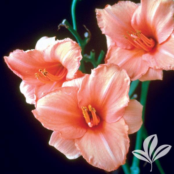 Daylily - Sombrero Way