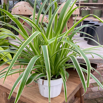 Spider Plant 6"