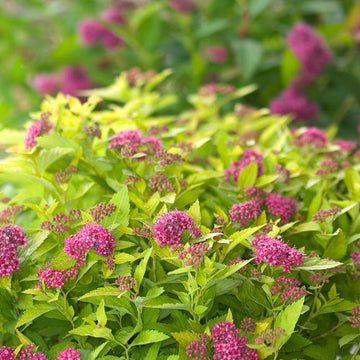 Spirea - Double Play Gold Proven Winners
