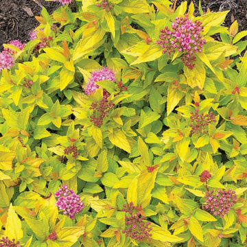 Spirea - Pineapple Poprocks