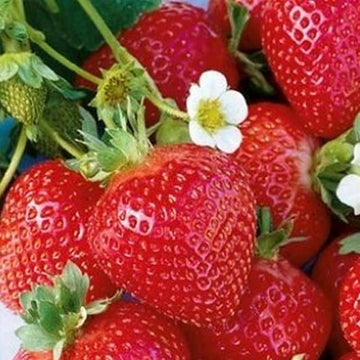 Strawberry 4"